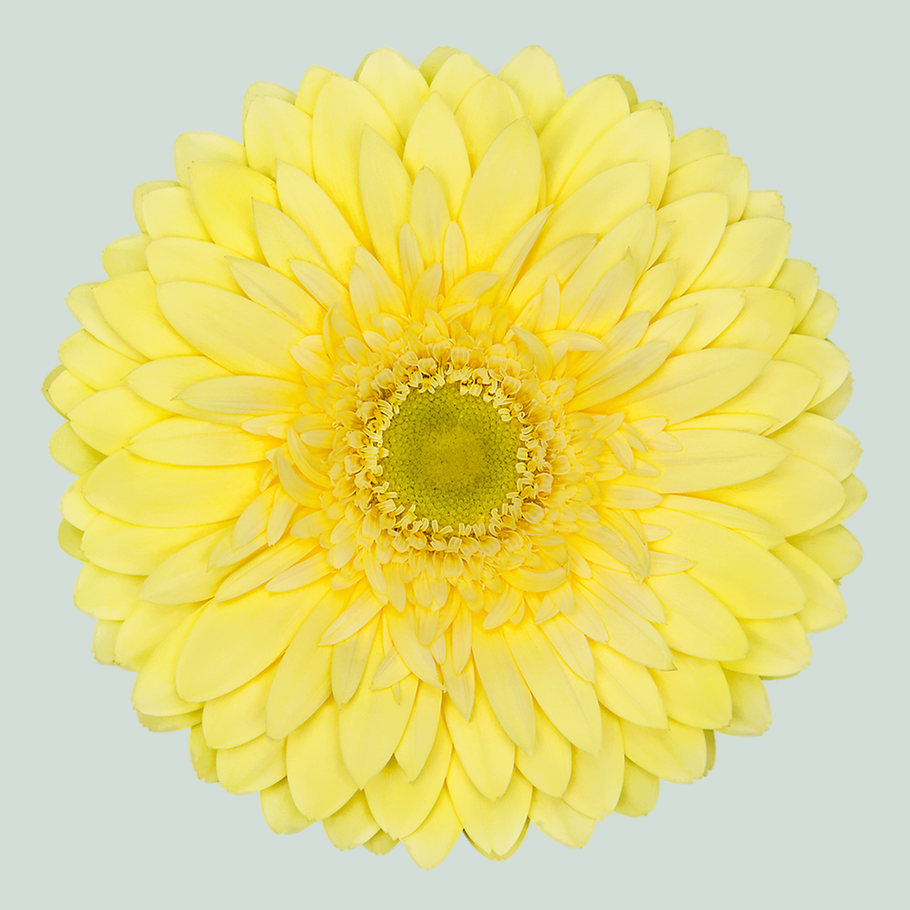 Gerbera Full Moon (15 Stems)