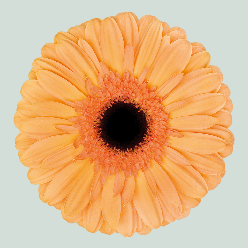 Gerbera Jetset (15 Stems)