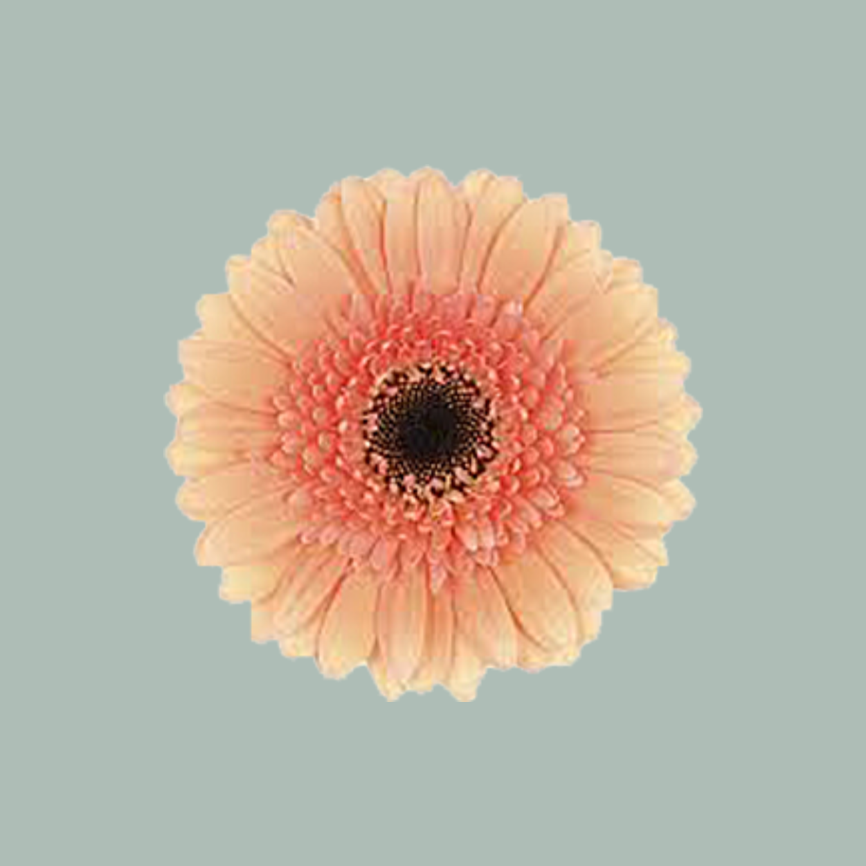 Germini Cookies 'n Cream (20 Stems)