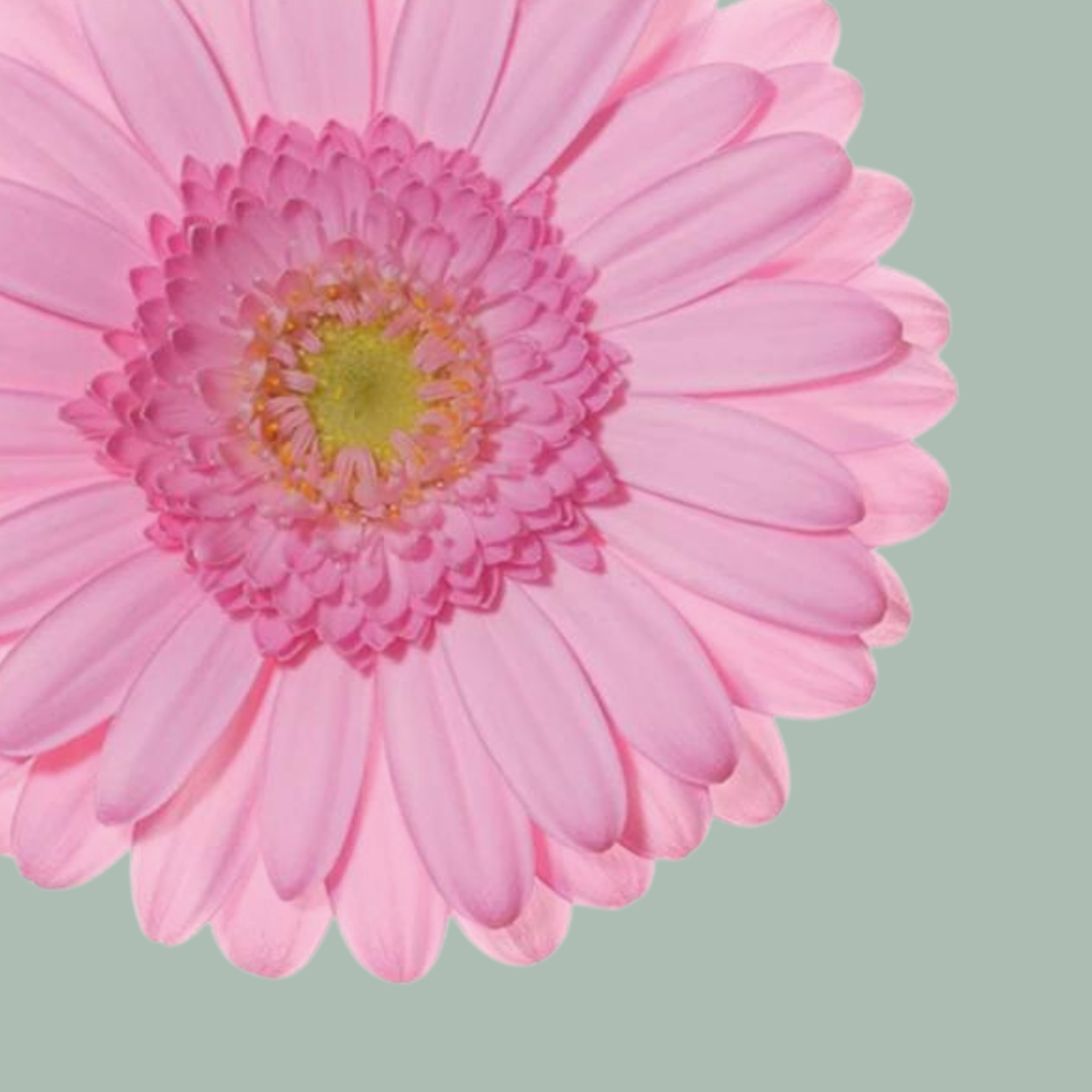 Germini Kimsey (20 Stems)