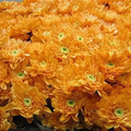 Chrysanthemum Spray Dyed