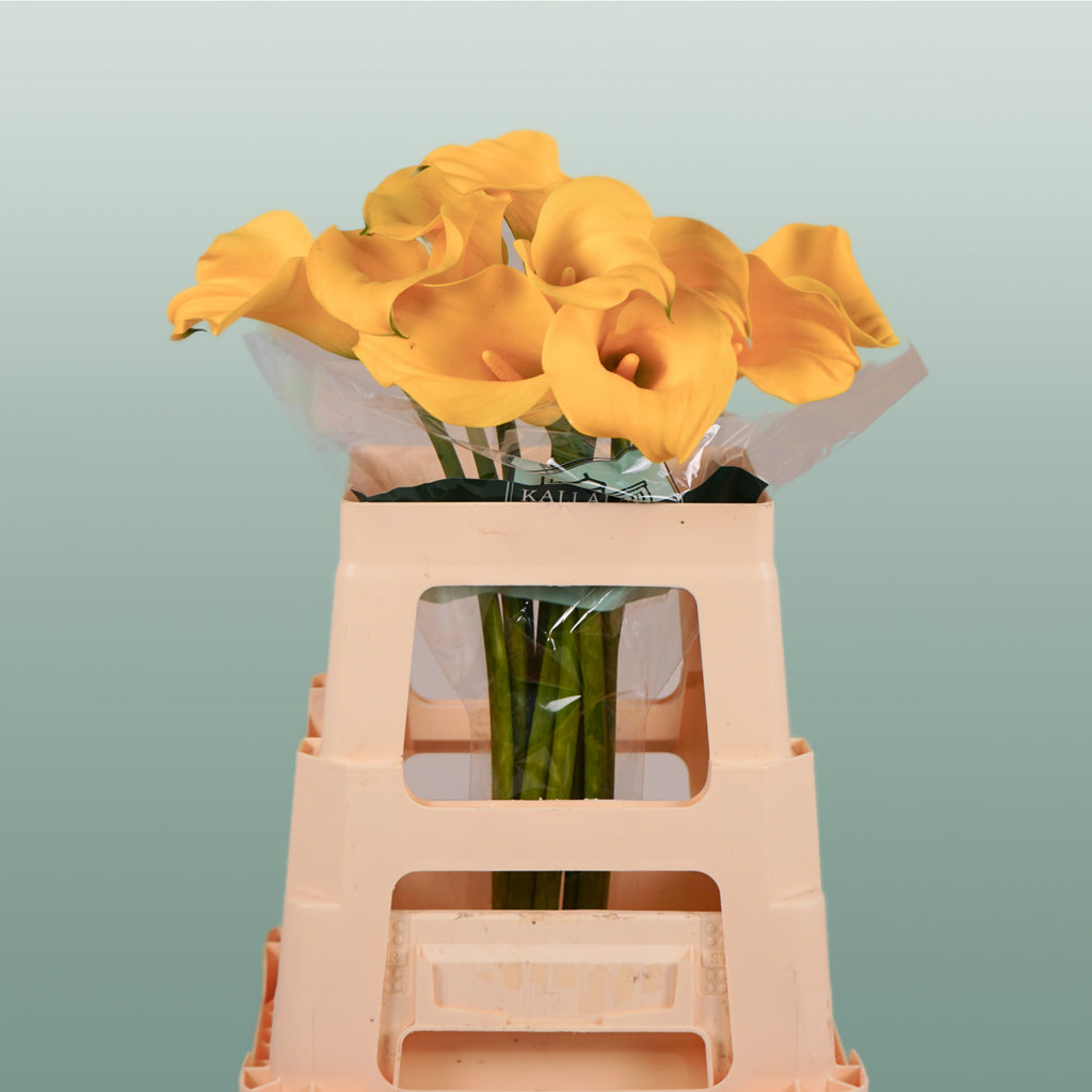 Calla GoldCup (10 Stems)