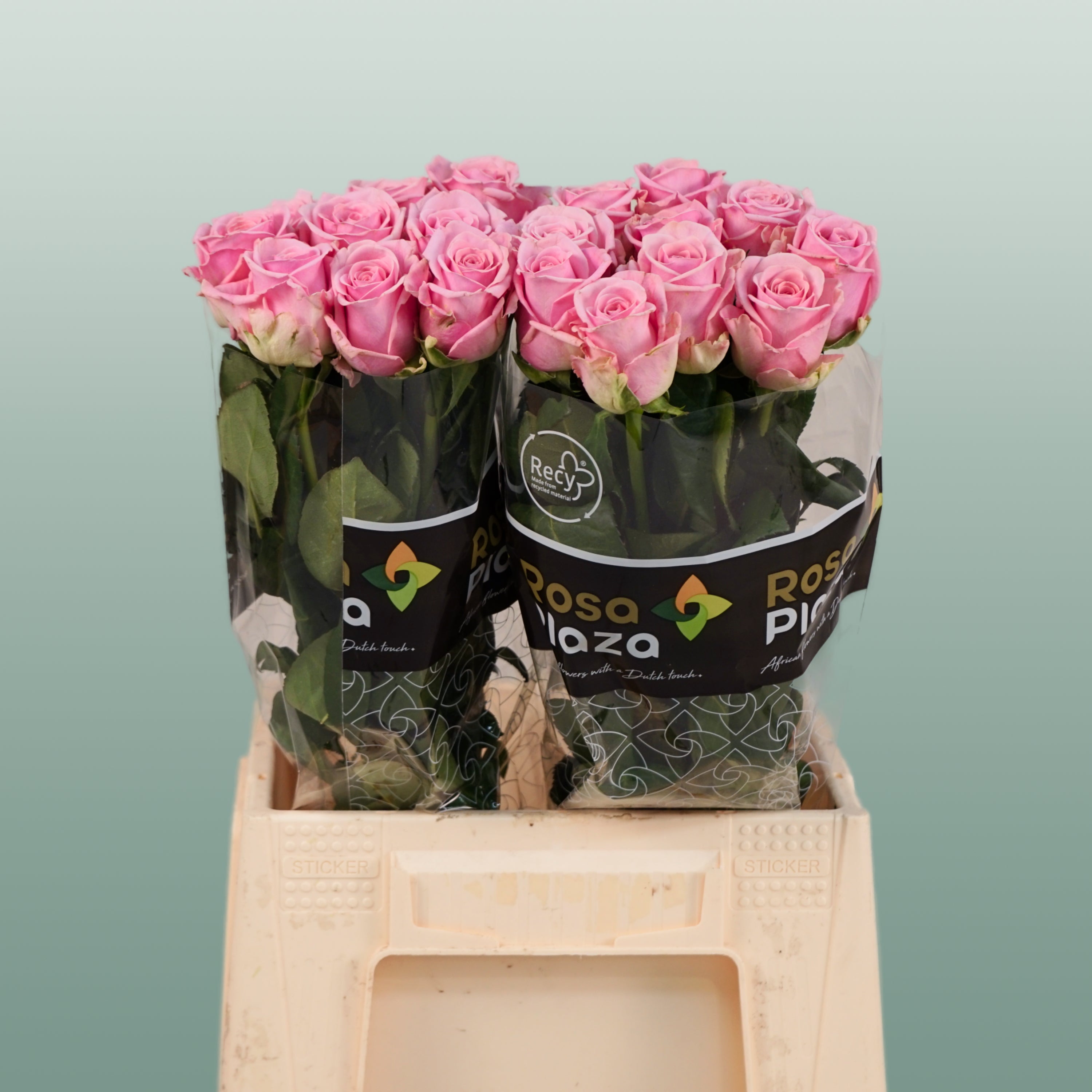 Rose Heaven!