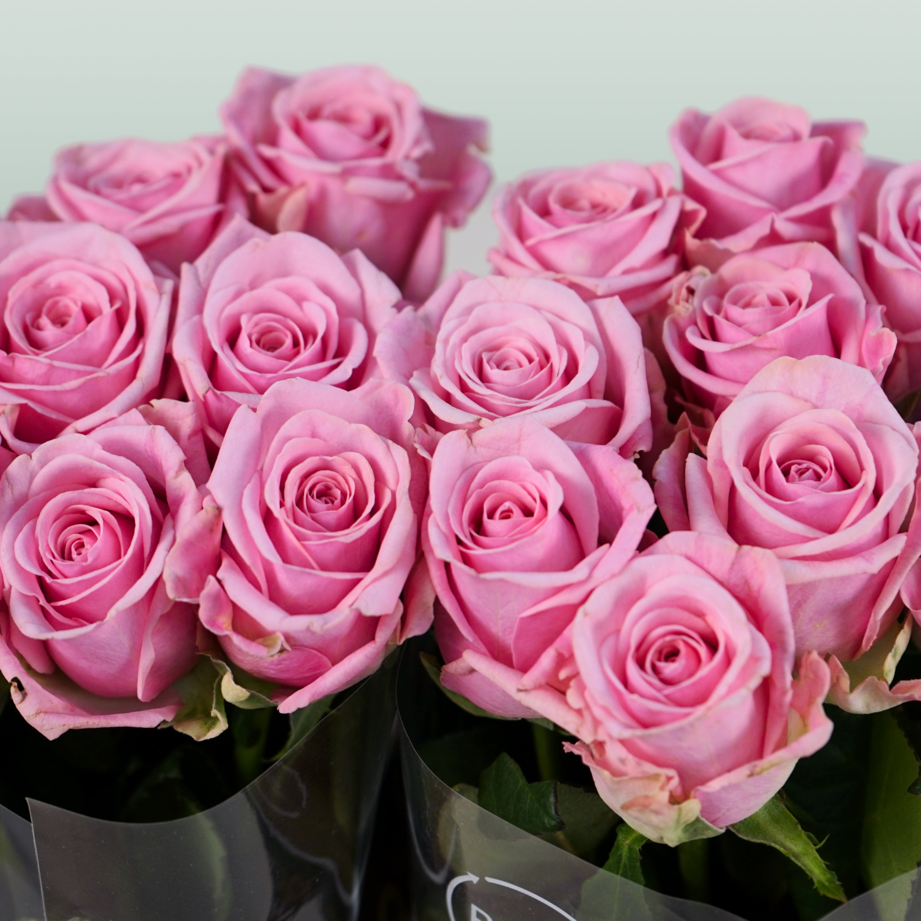 Rose Heaven!