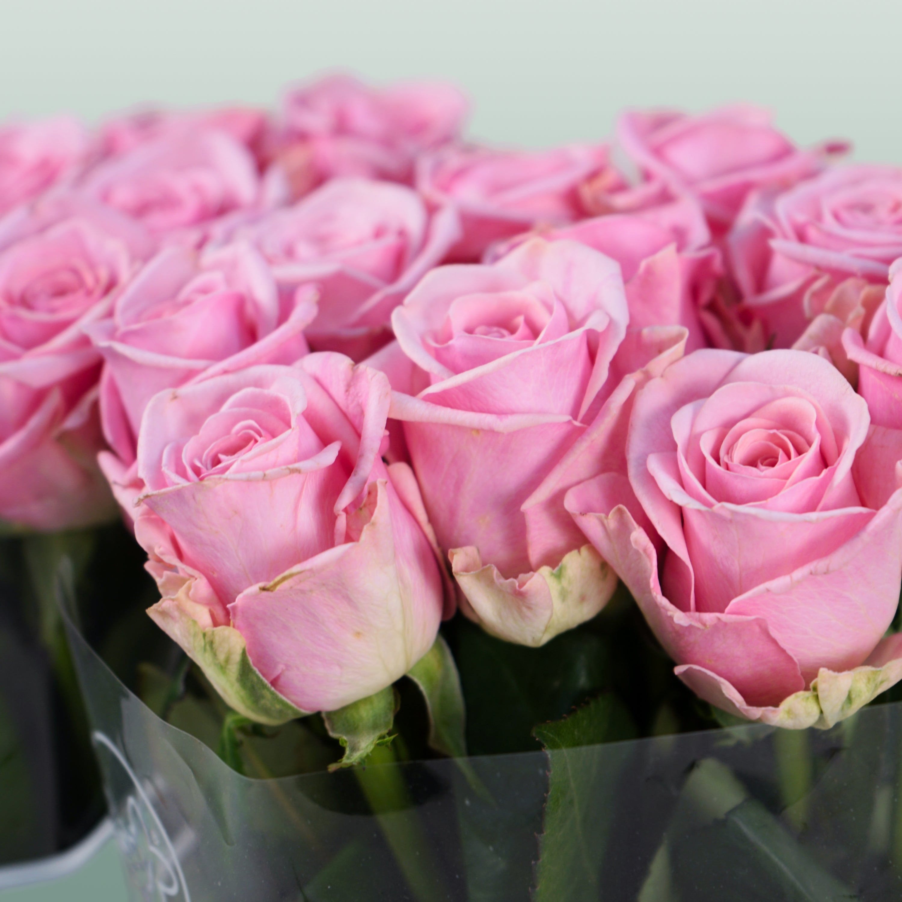 Rose Heaven!