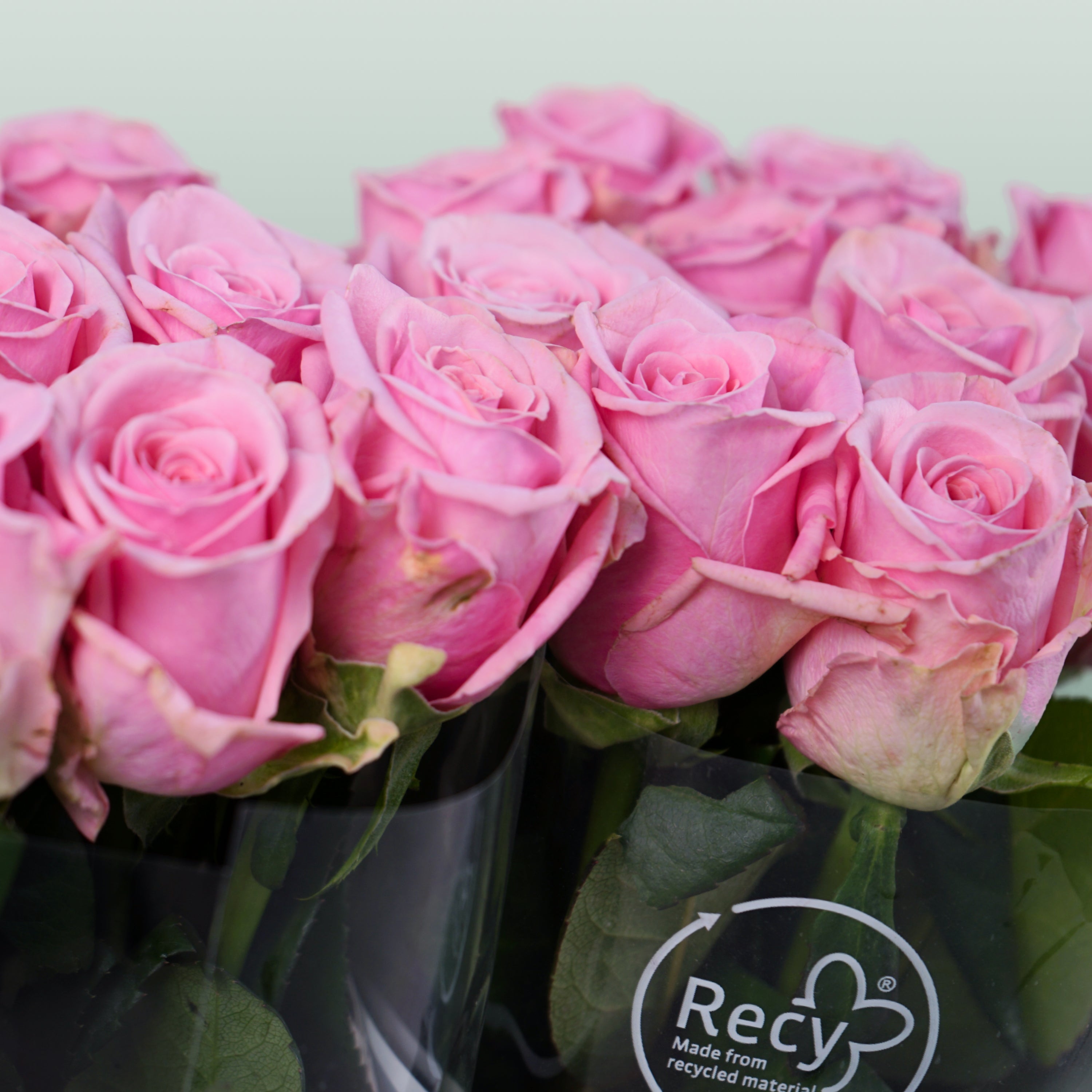 Rose Heaven!
