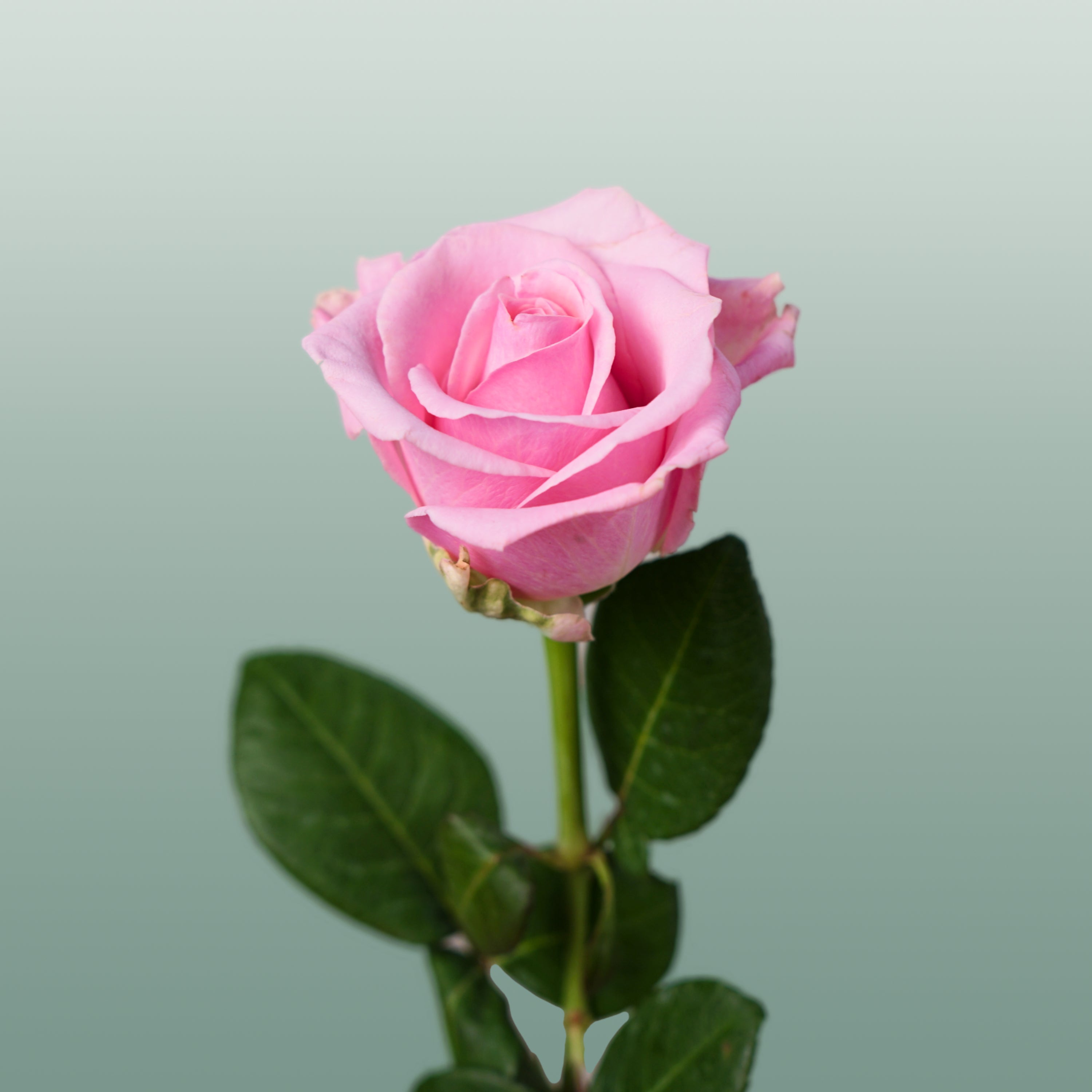 Rose Heaven!