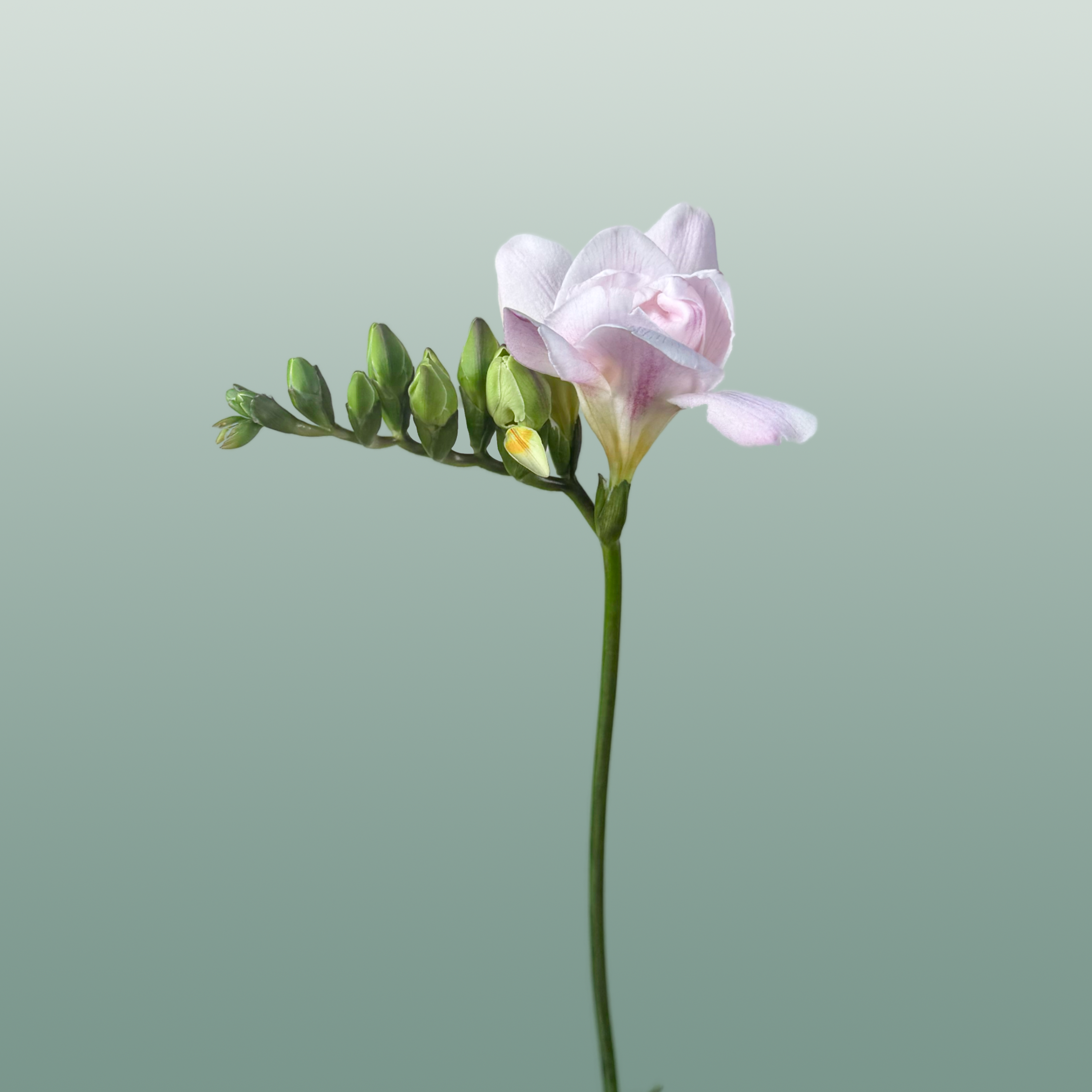 Freesia Honeymoon