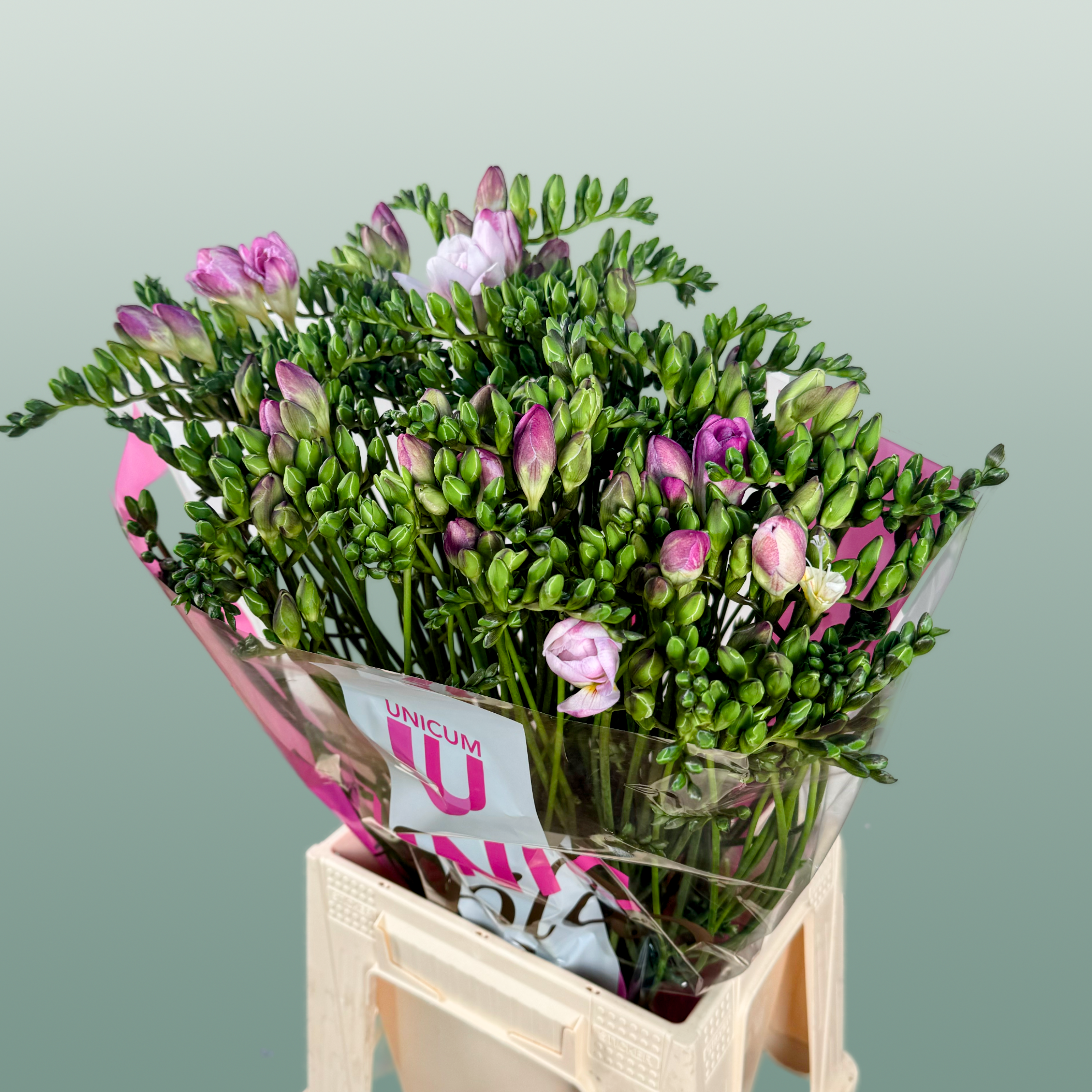 Freesia Honeymoon
