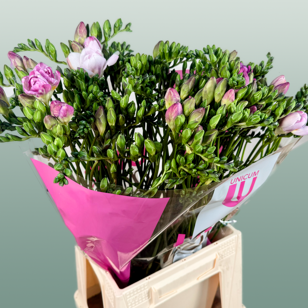 Freesia Honeymoon