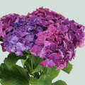 Hydrangea Mon Amour Purple (10 Stems)