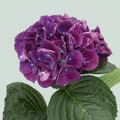 Hydrangea Royal King (10 Stems)