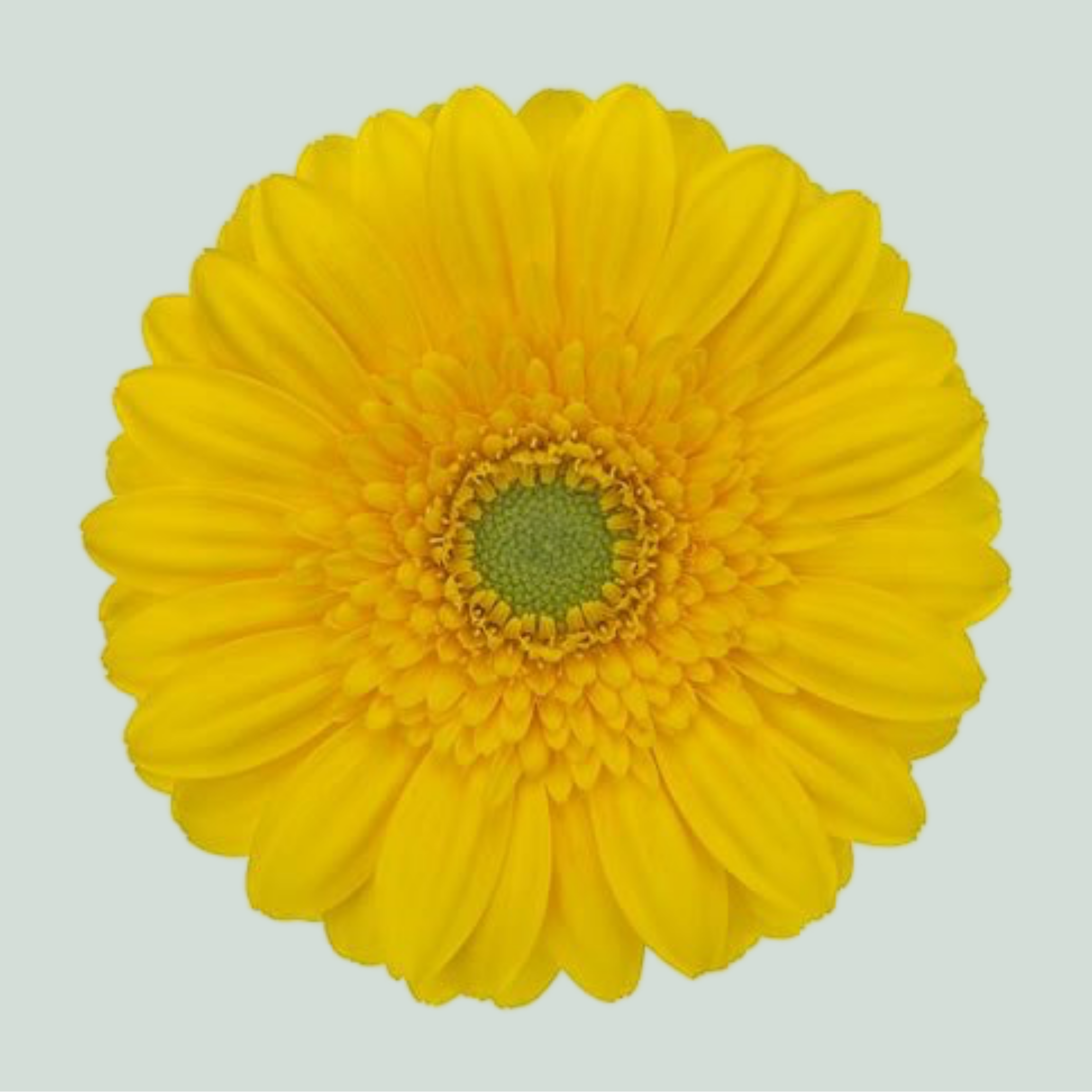 Germini Ilios (20 Stems)