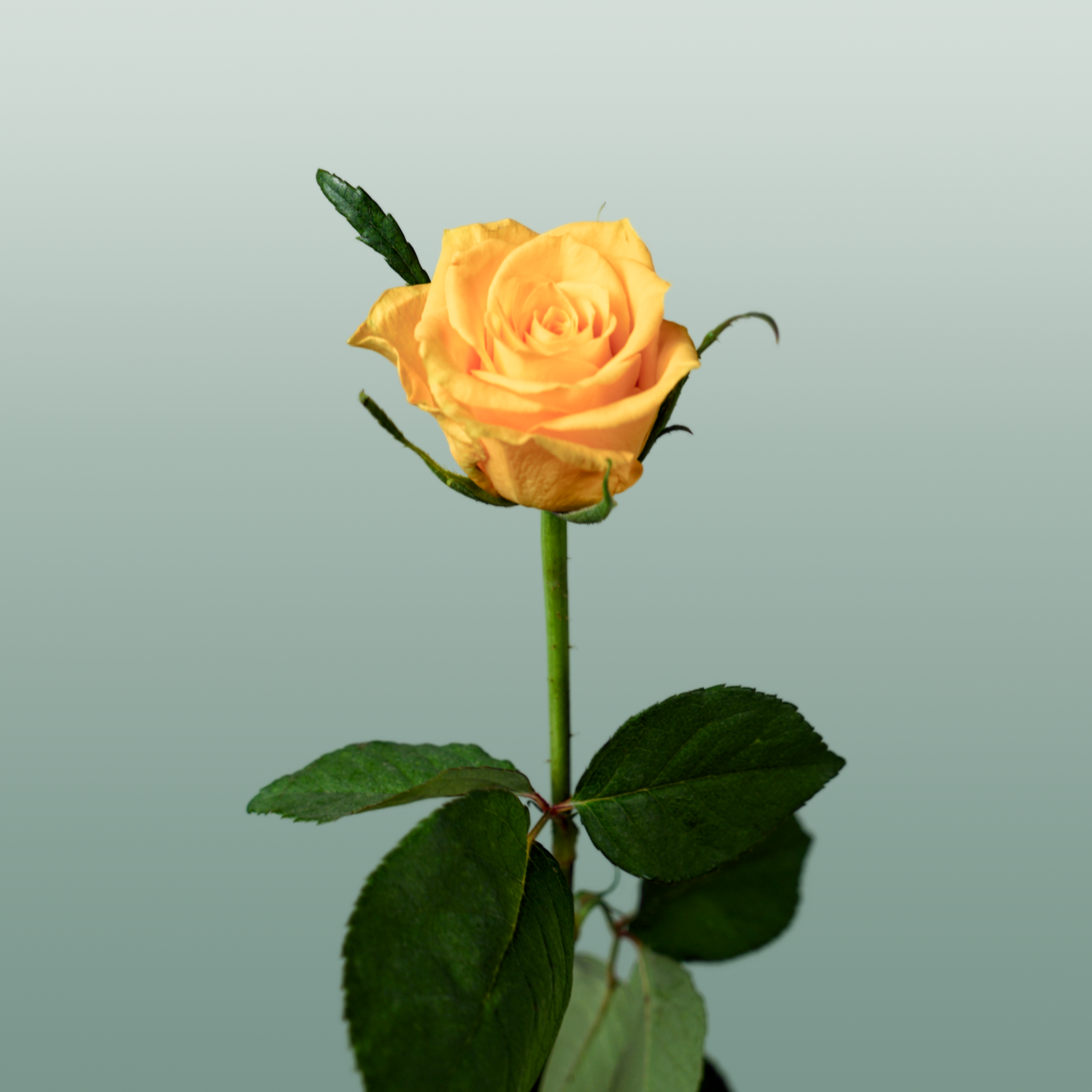 Rose Jackpot+