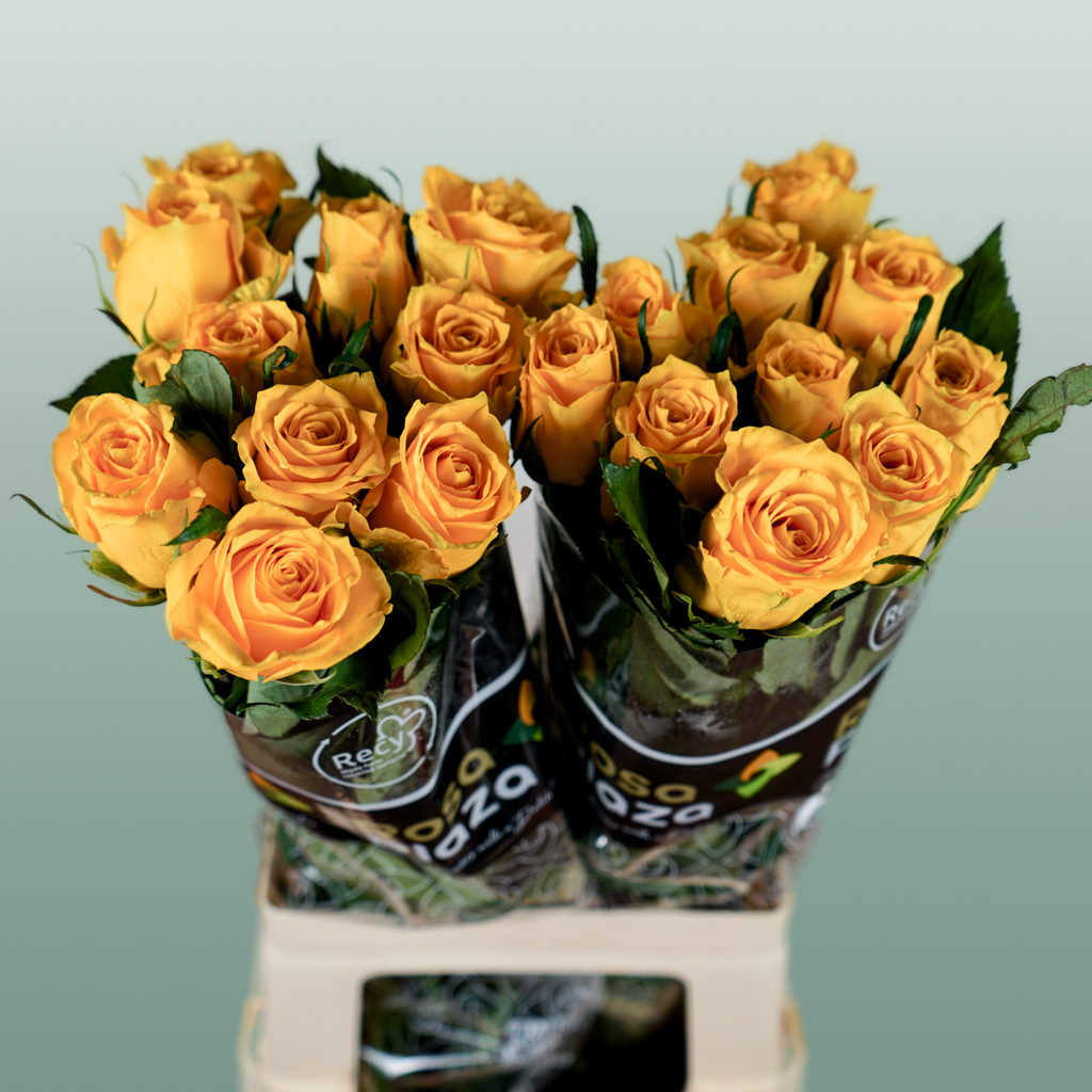 Rose Jackpot+