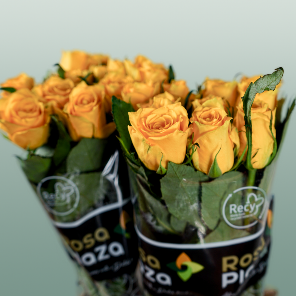 Rose Jackpot+