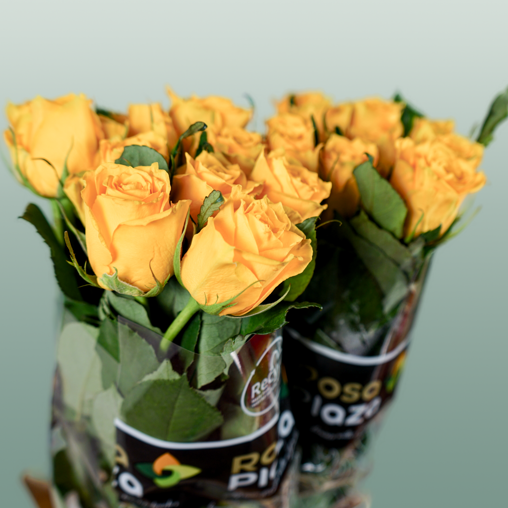 Rose Jackpot+