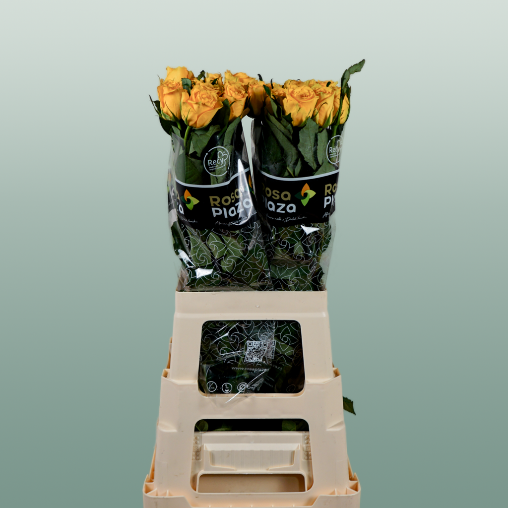 Rose Jackpot+