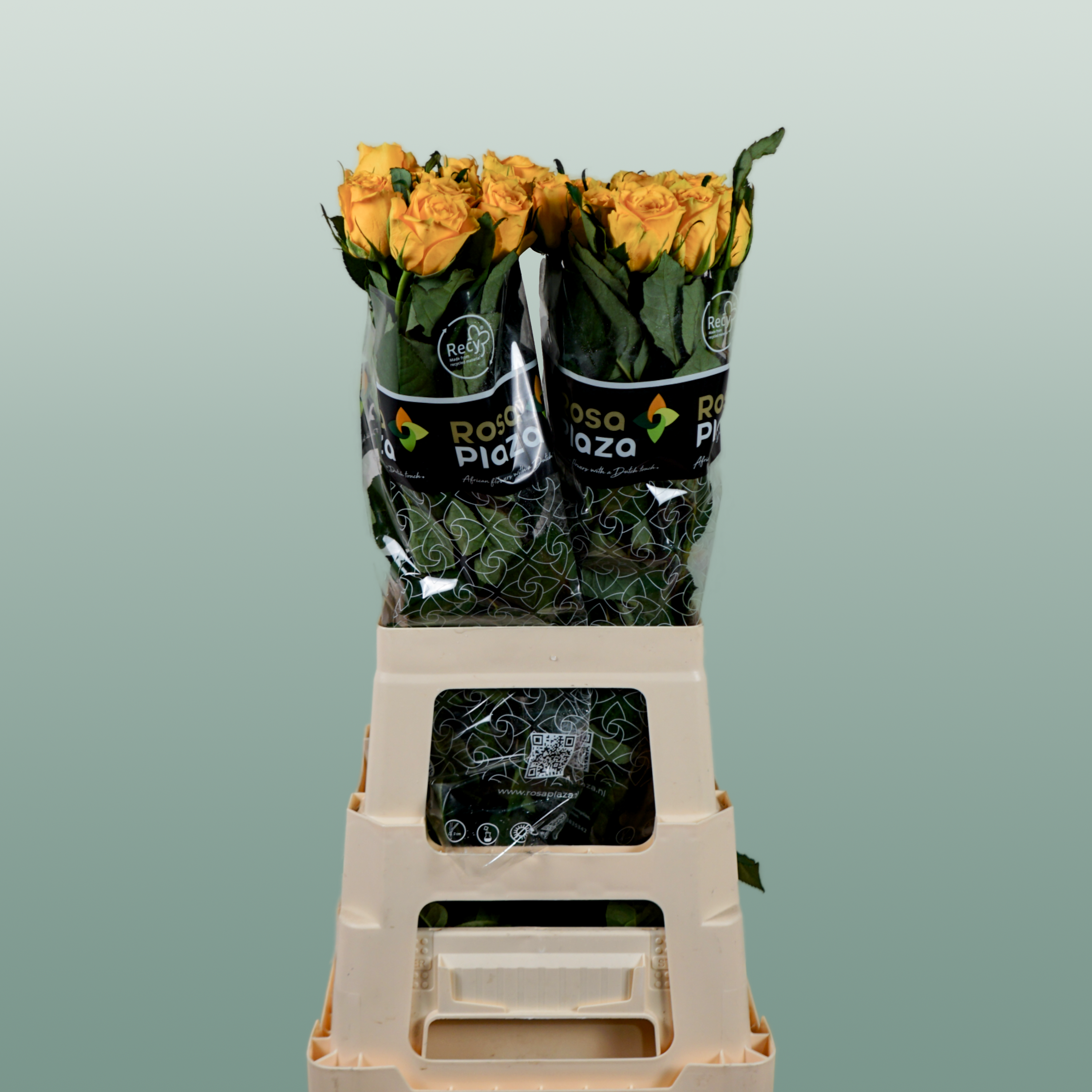 Rose Jackpot+