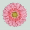 Germini Juna (20 Stems)
