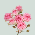 Spray Rose Kate-lynn