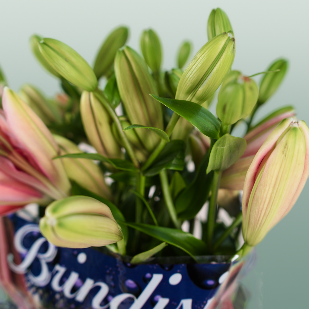 Lily Brindisi (LA) (10 Stems)
