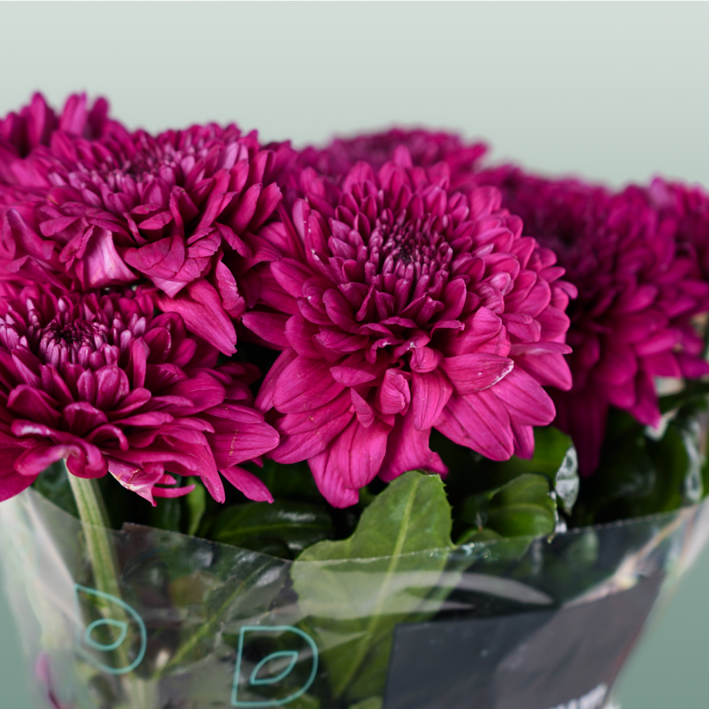 Chrysanthemum G Lamira