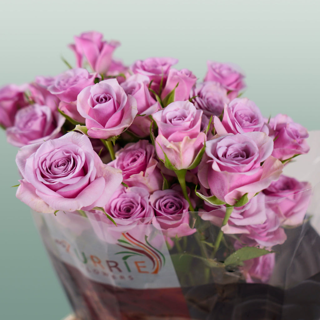 Spray Rose Leila