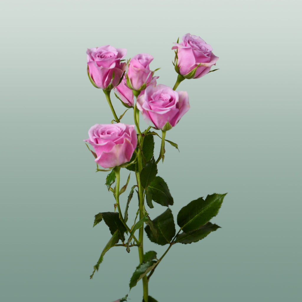 Spray Rose Leila