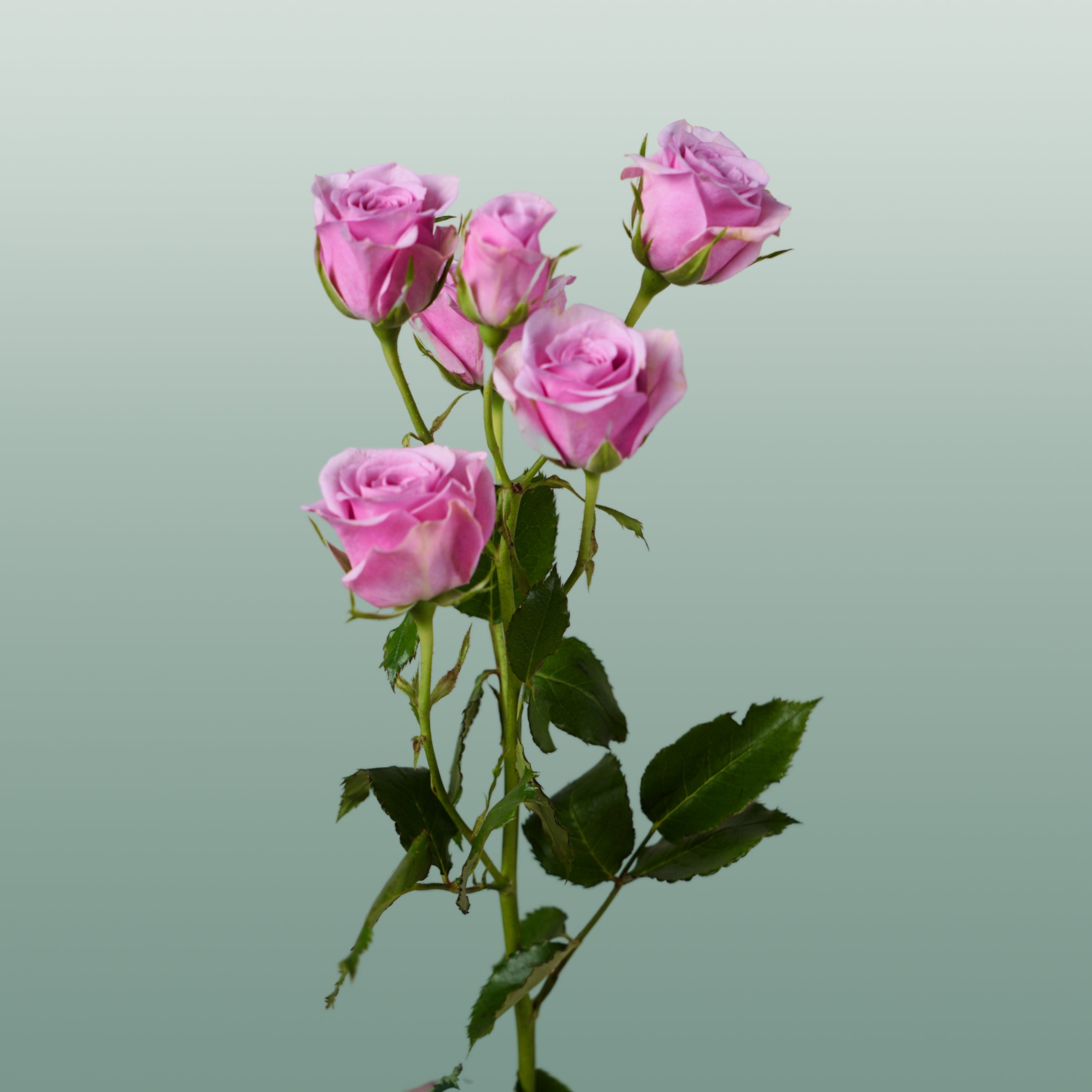 Spray Rose Leila