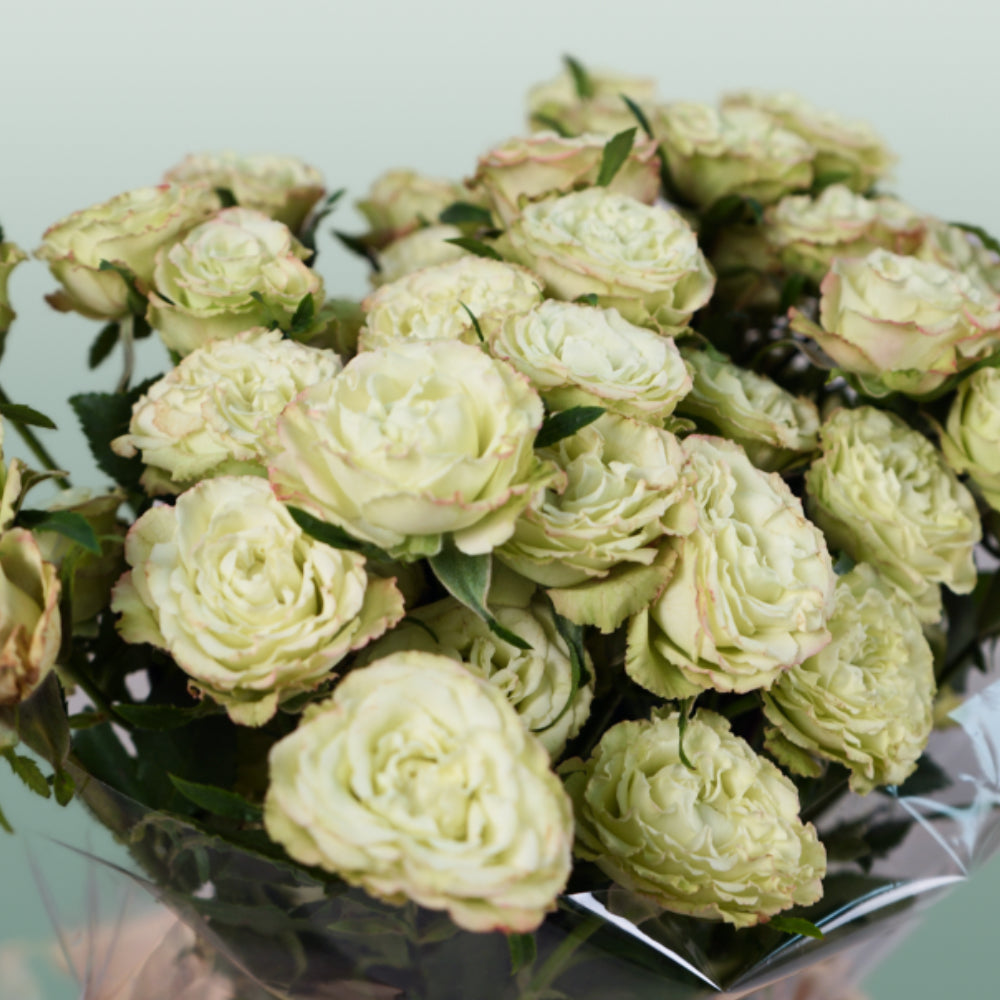 Spray Rose Limousine
