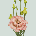 Eustoma Alissa Peach (10 Stems)