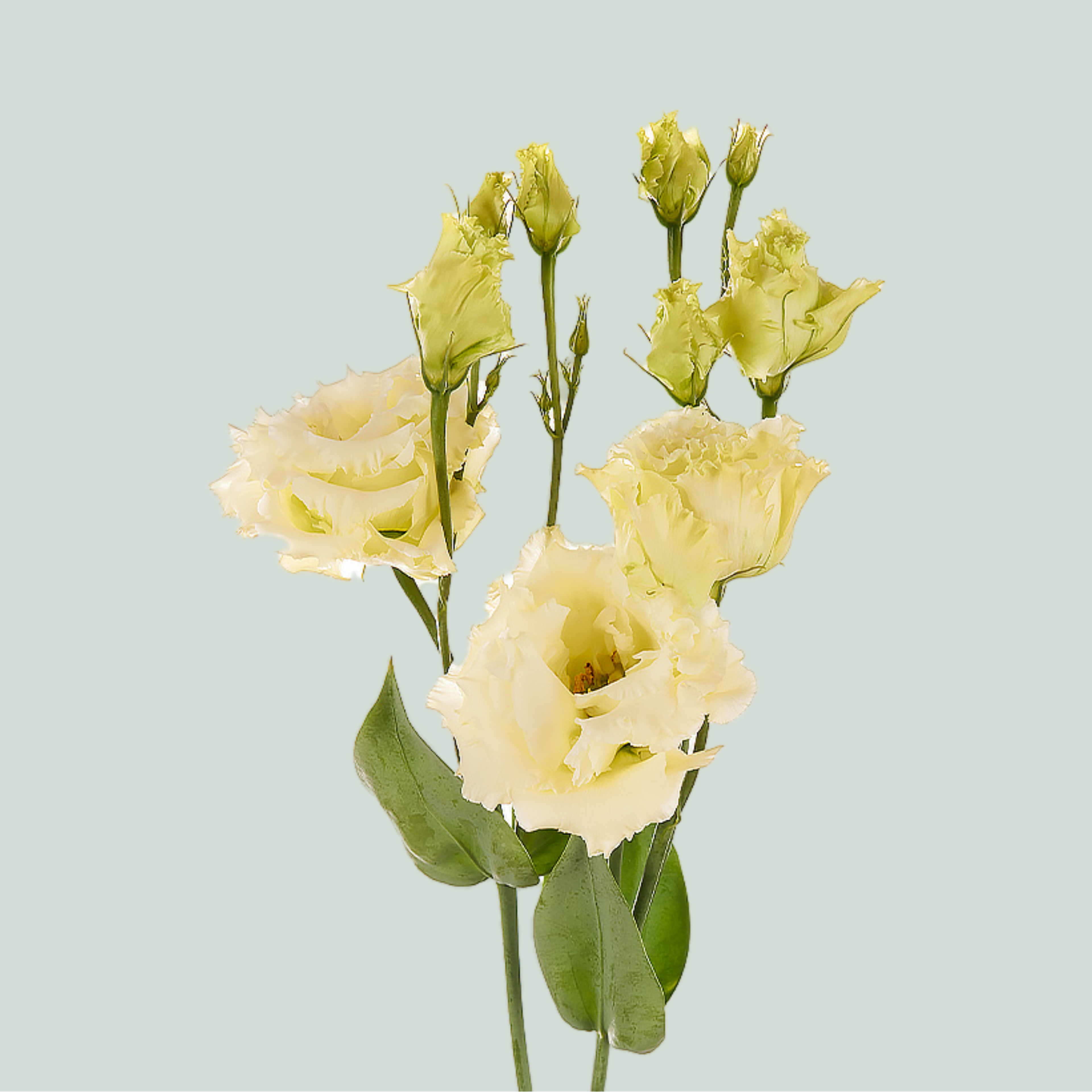 Eustoma Alissa Yellow (10 Stems)