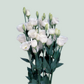 Eustoma Piccolo White (10 Stems)