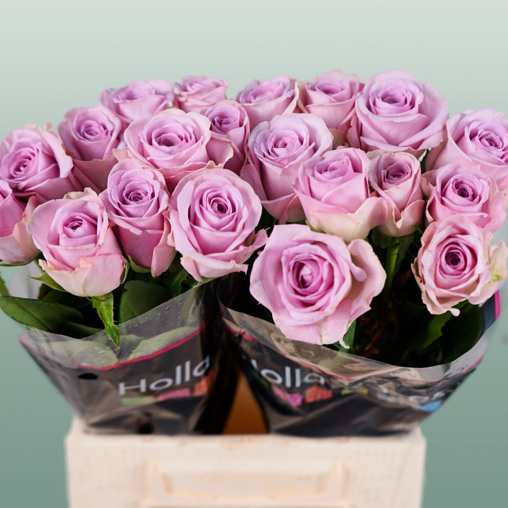 Rose Lovely Aqua!