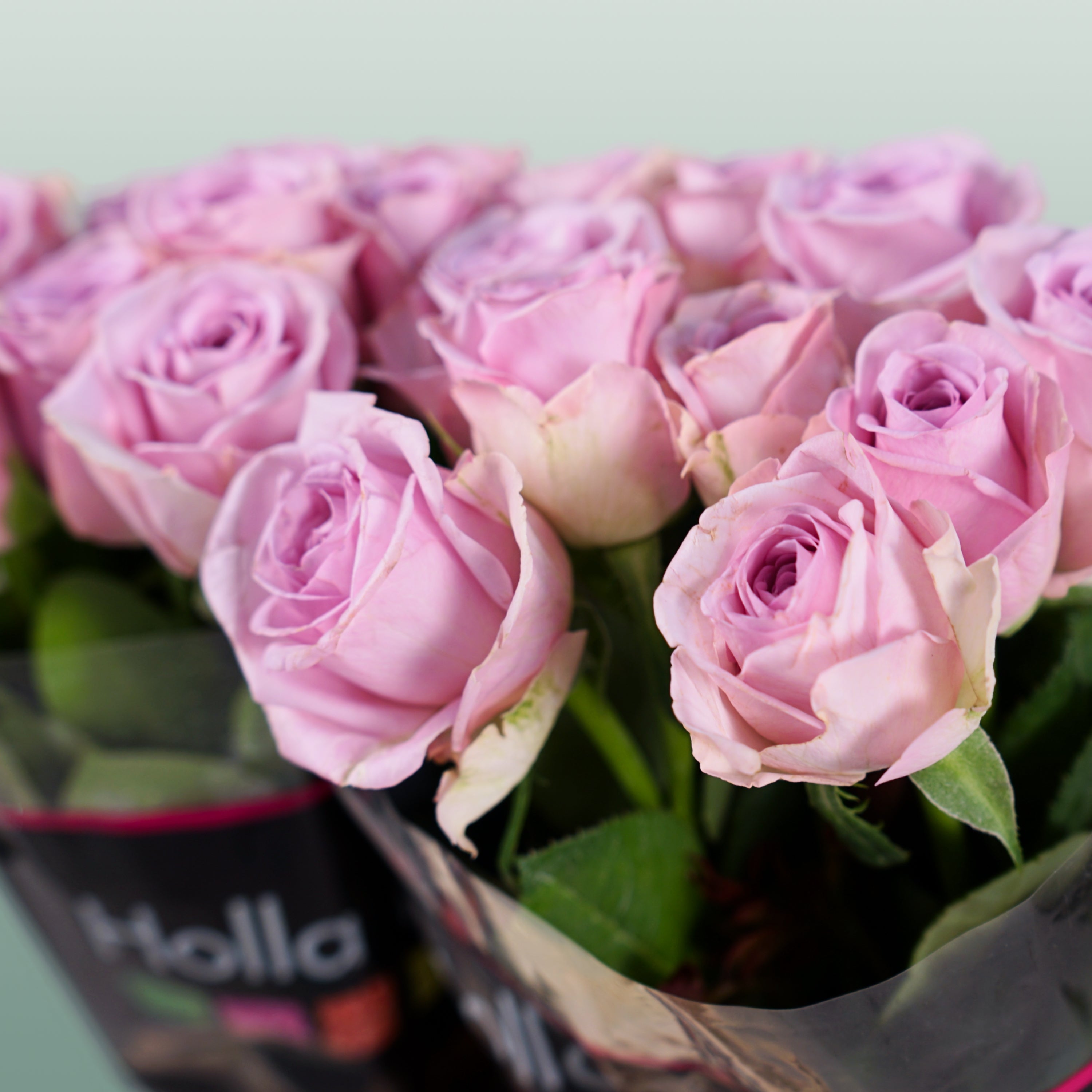 Rose Lovely Aqua!