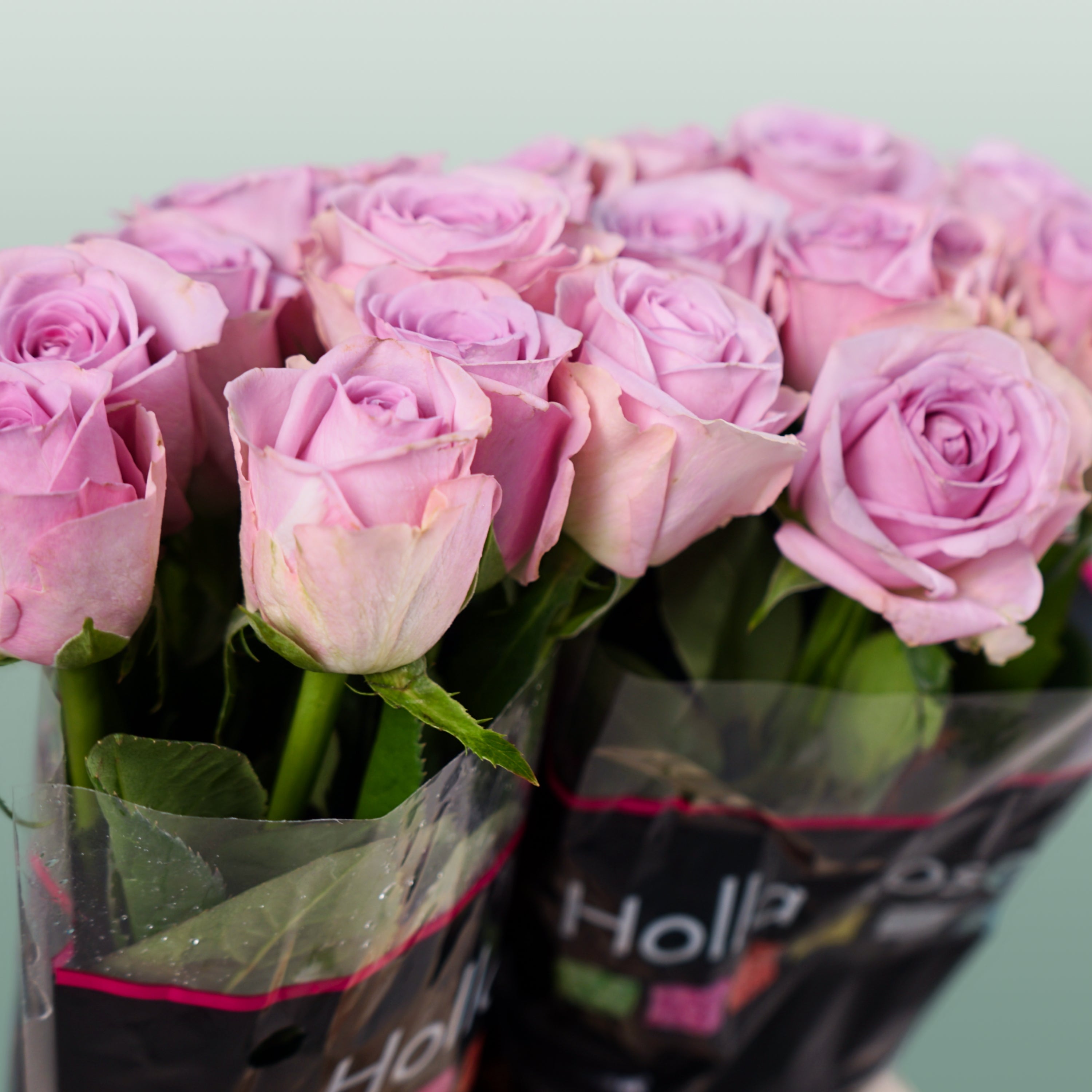 Rose Lovely Aqua!