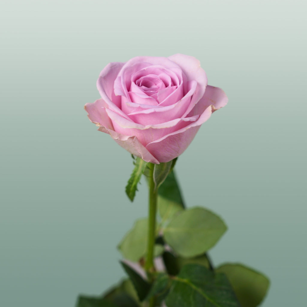 Rose Lovely Aqua!