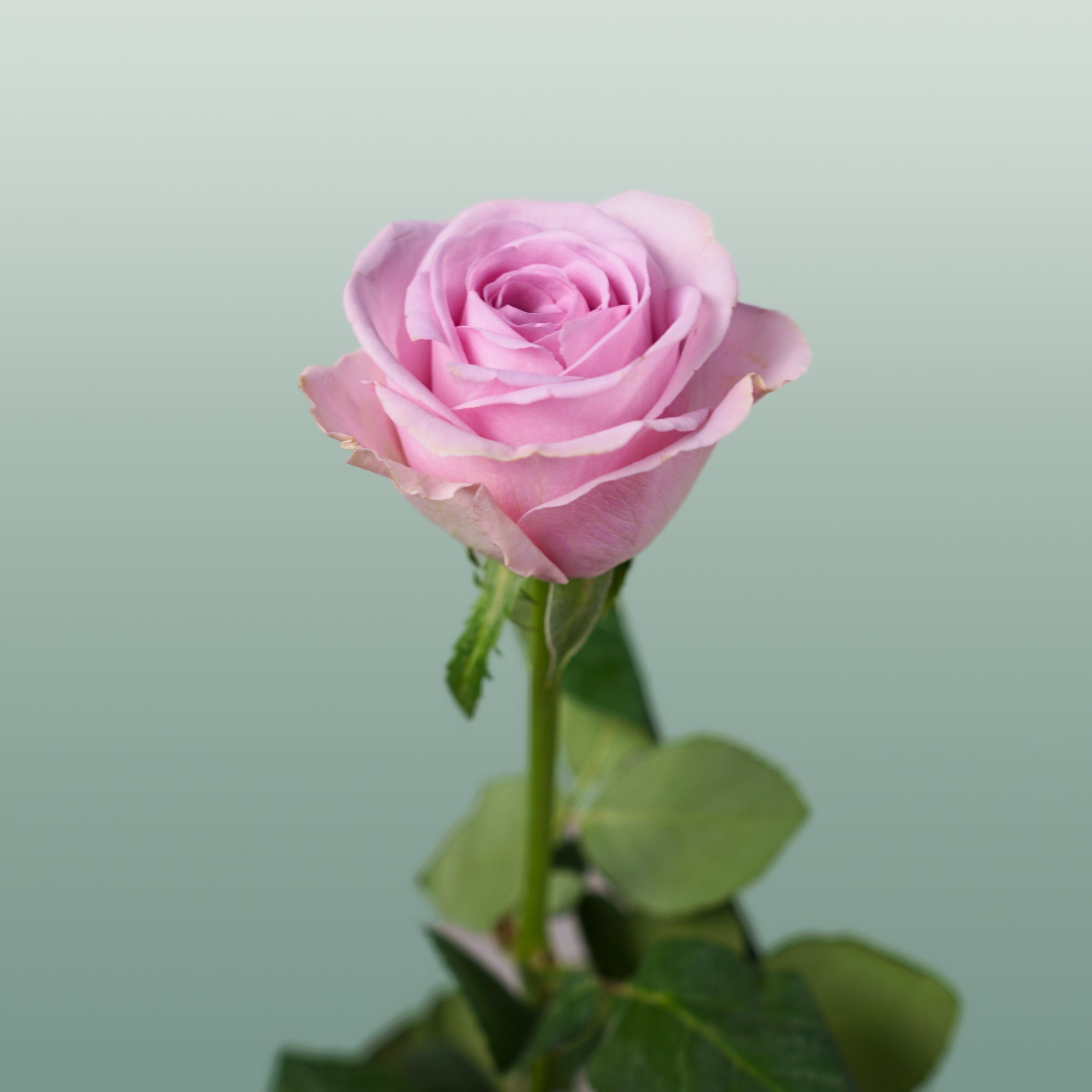 Rose Lovely Aqua!
