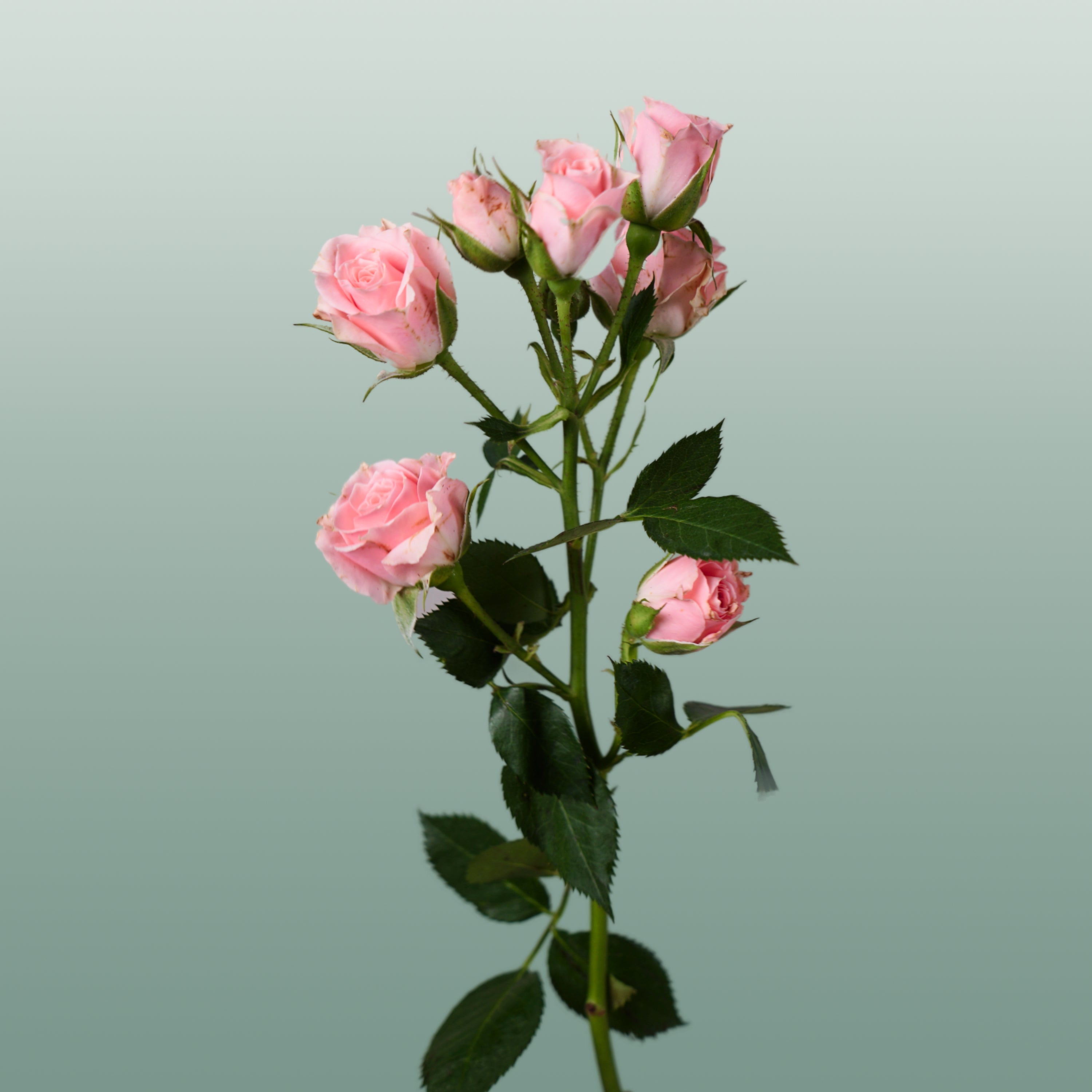 Spray Rose Lydia