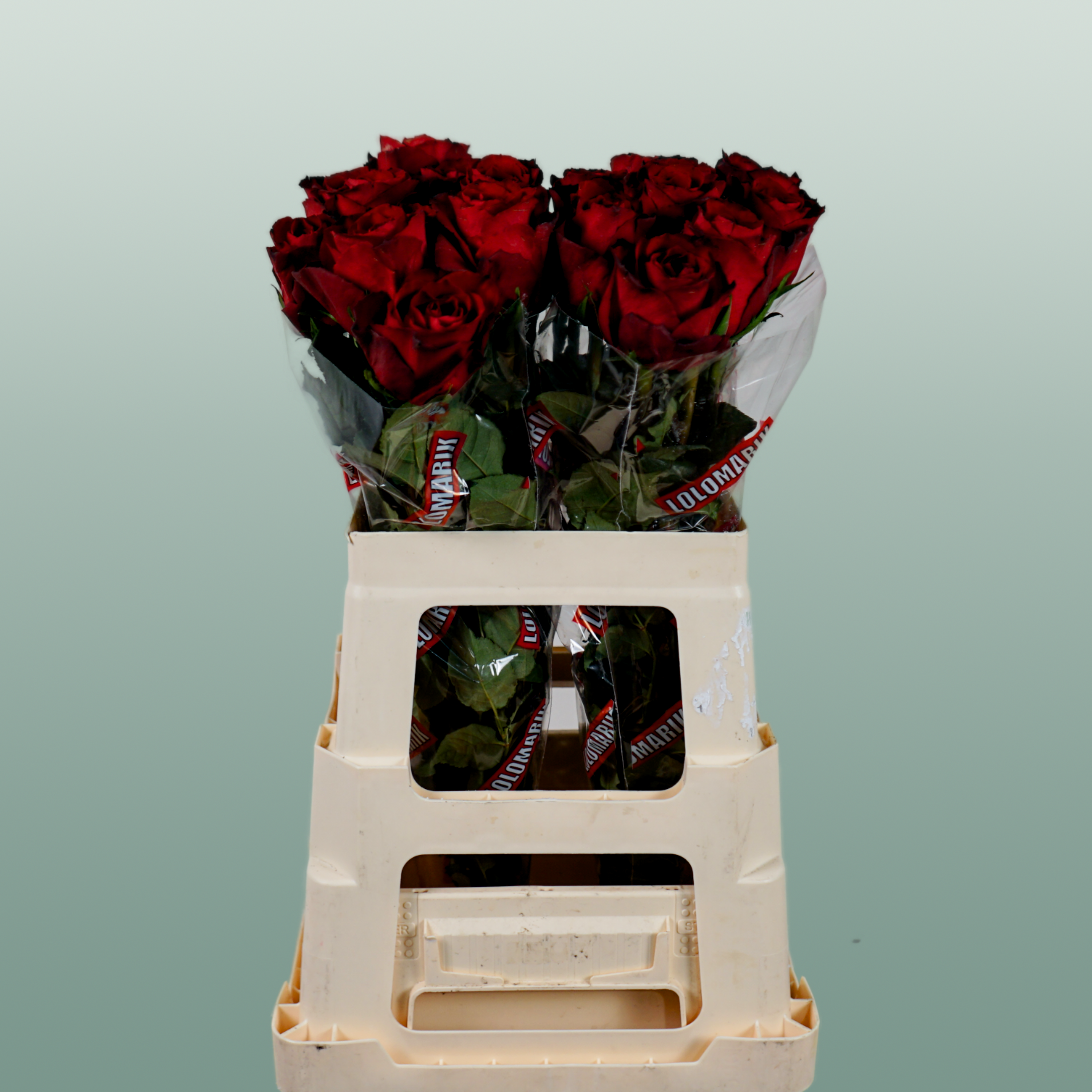 Rose Madam Red (20 Stems)