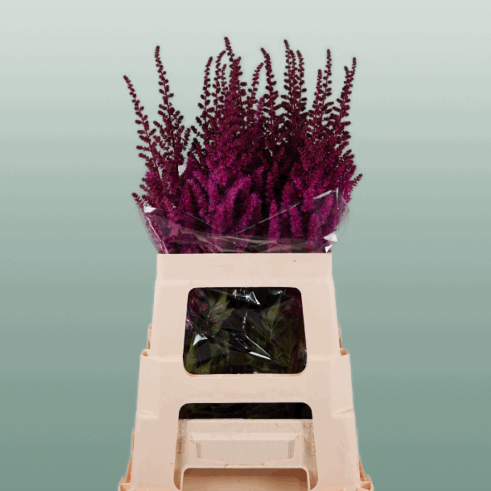 Astilbe Maggie Daley (20 Stems)