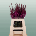 Astilbe Maggie Daley (20 Stems)