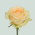 Rose Magic Avalanche +