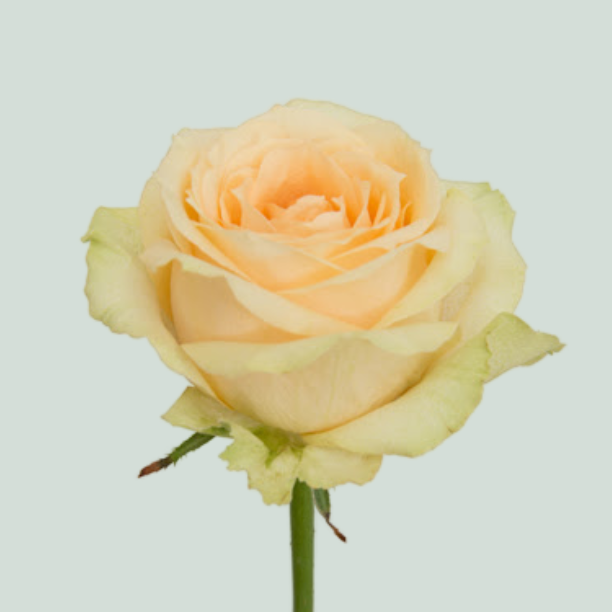 Rose Magic Avalanche +