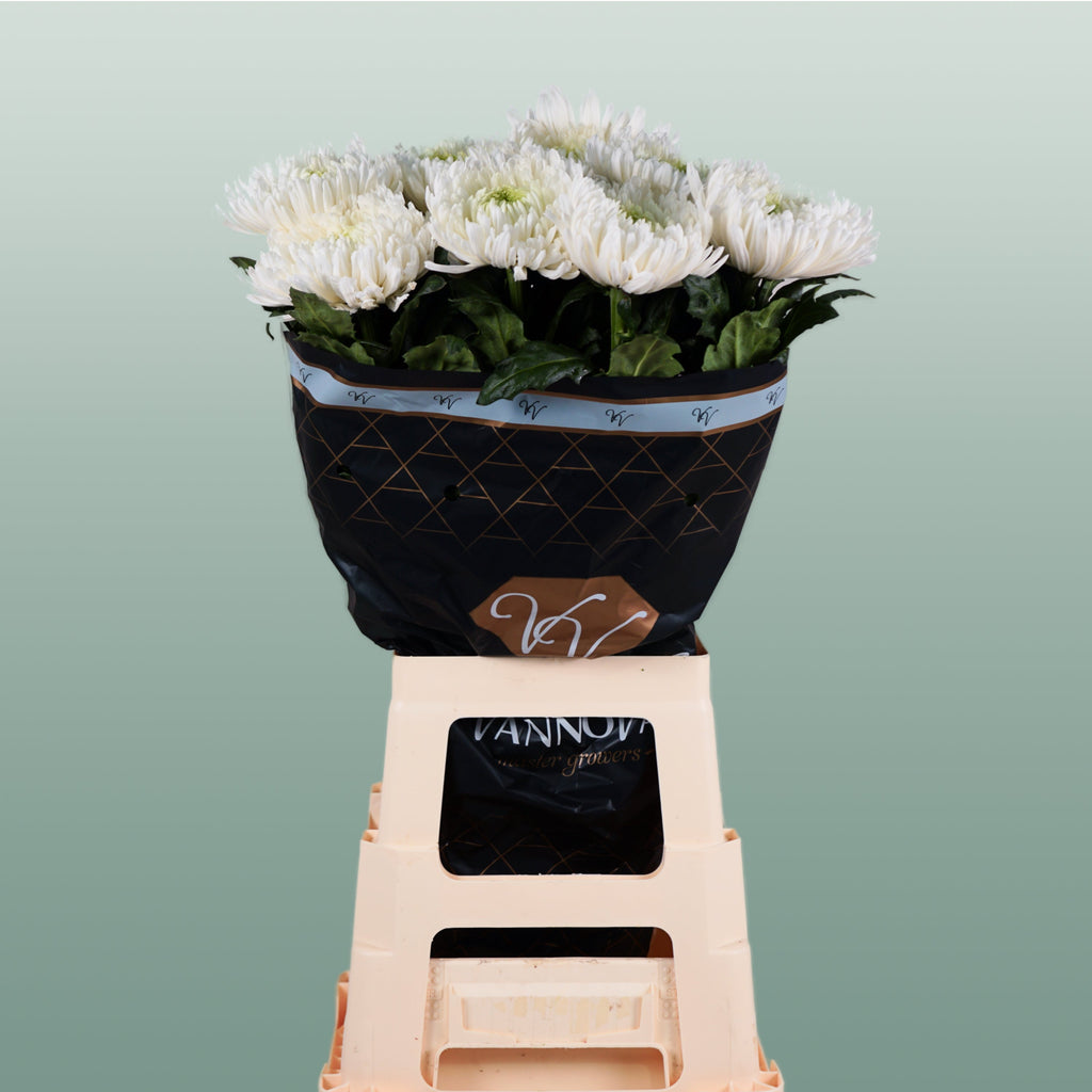 Chrysanthemum G Mangum White