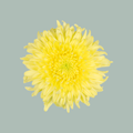 Chrysanthemum G Magnum Yellow