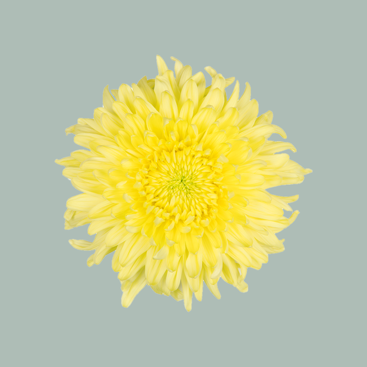 Chrysanthemum G Magnum Yellow