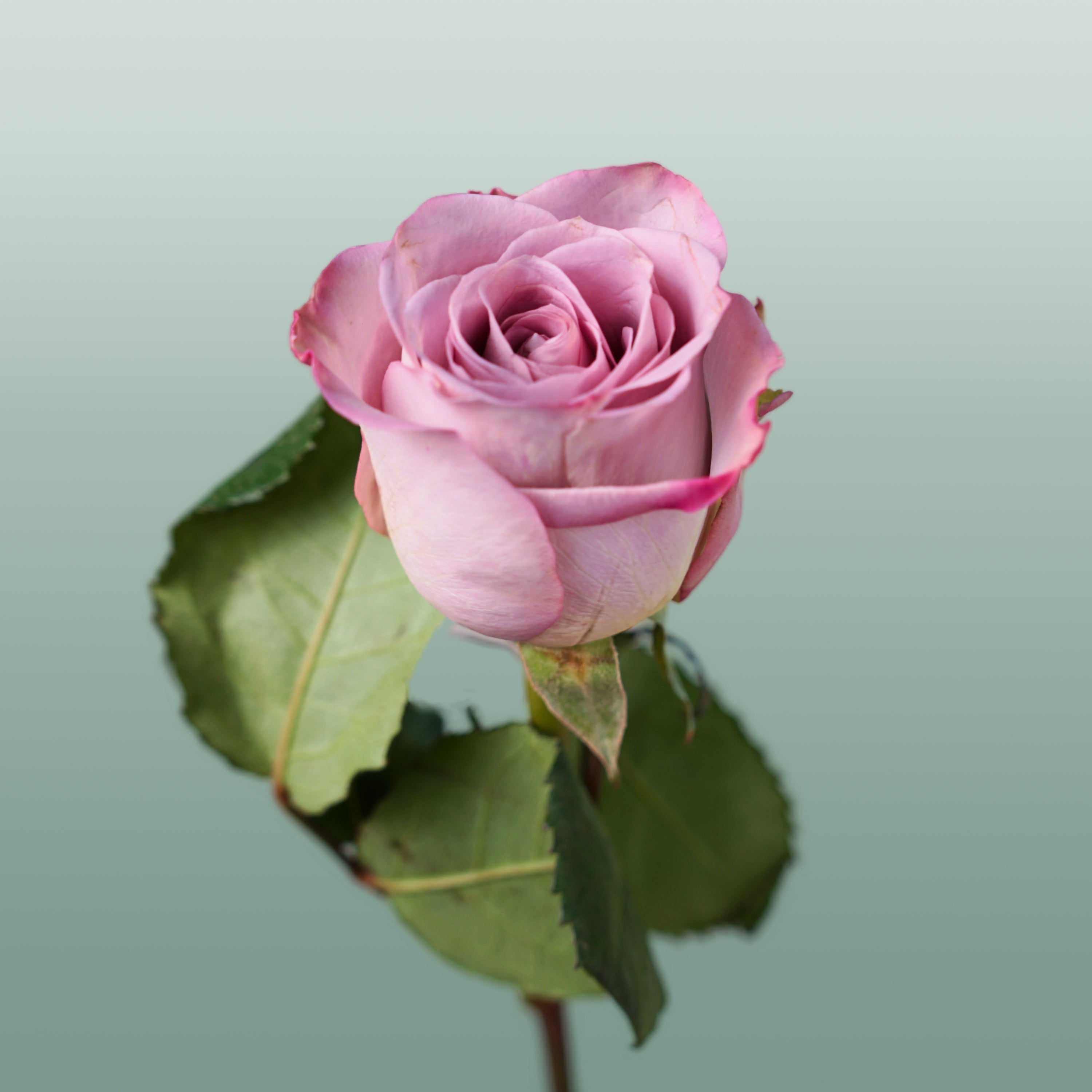 Rose Memory Lane! (20 Stems)