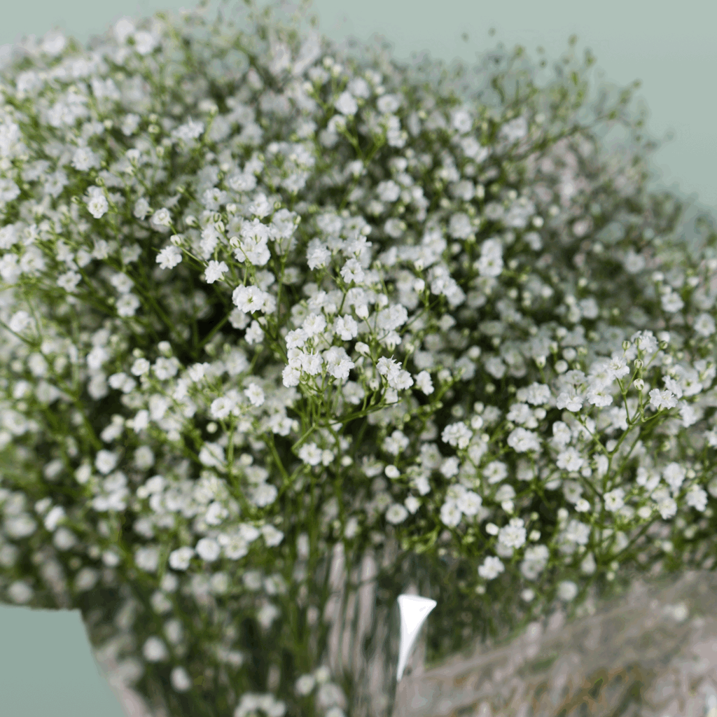 Gypsophila Zinzi Discovery